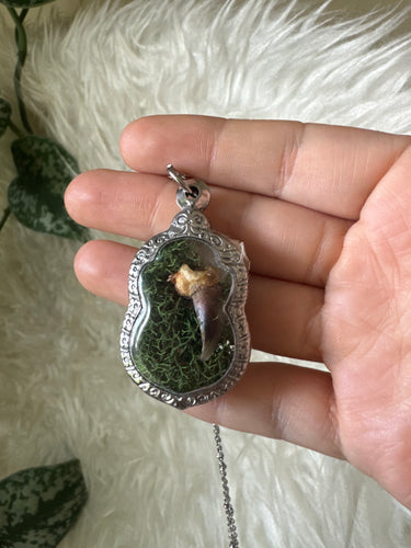 Shadowbox coyote claw