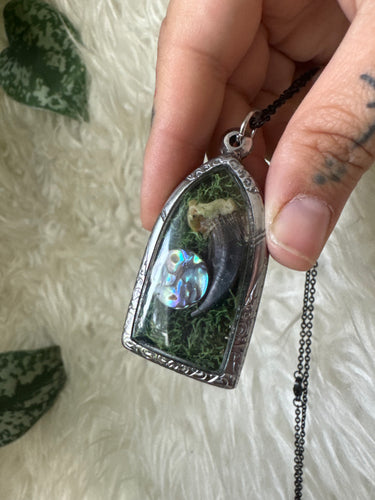 Shadowbox coyote claw abalone